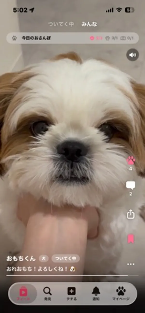 シーズーの顔を大きく映した縦動画。画面上部に「ついてく中」「みんな」のタブと「今日のおさんぽ」の表示、右側に肉球・コメント・シェアのアイコン、下部にフィード・発見・テチる・通知・マイページのタブ
