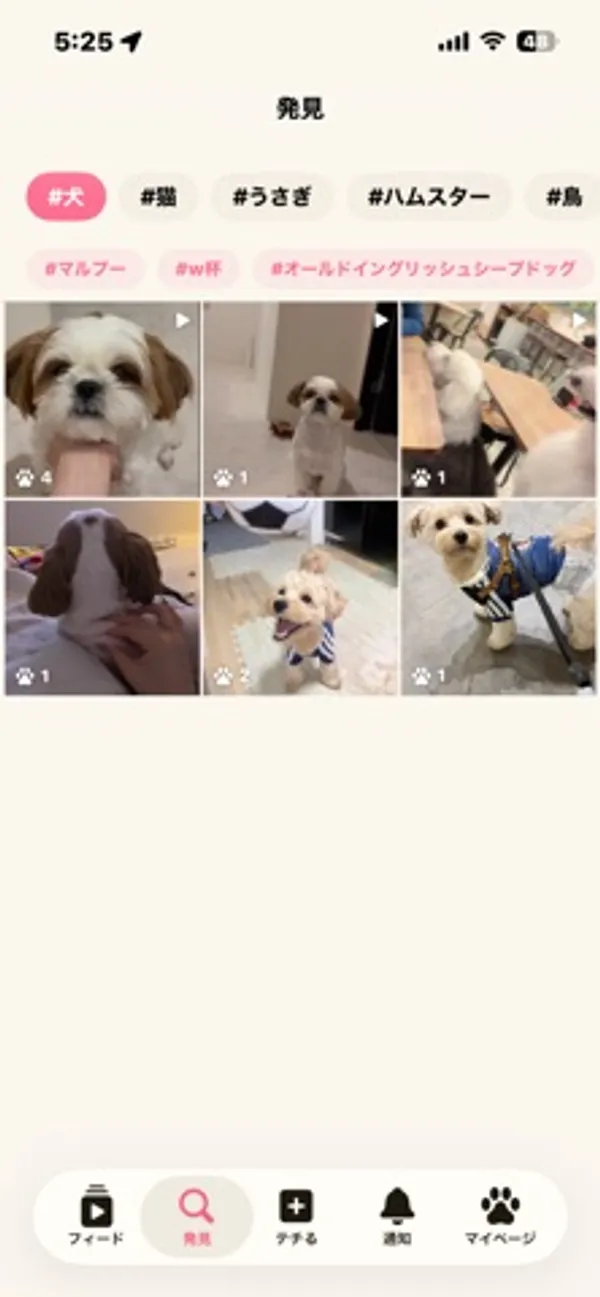 「発見」画面。上部に#犬、#猫、#うさぎ、#ハムスター、#鳥のタグ、その下に#マルプー、#w杯などのタグがあり、犬の動画のサムネイルが3列で表示されている